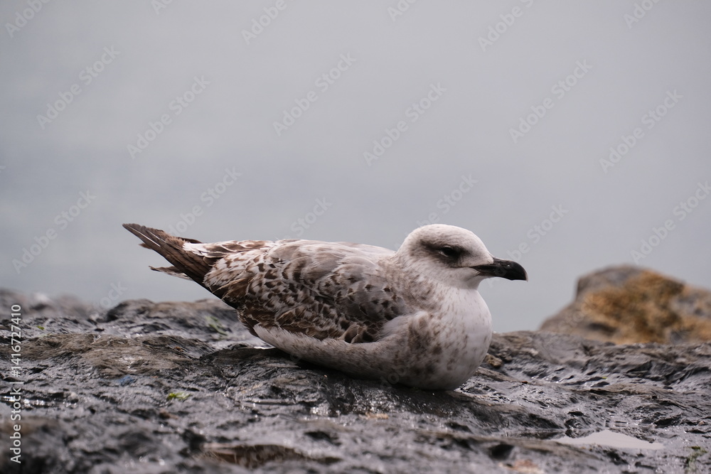 Obraz premium seagull