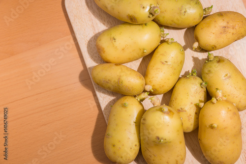 Obraz na płótnie Natural potato sprouting with visible green leaves w salonie