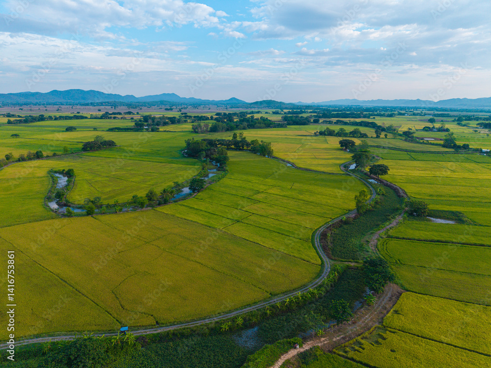 Obraz premium Aerial view golden rice plantation field mountain background