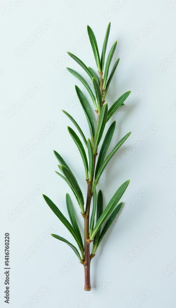 Fototapeta premium A delicate sprig of rosemary on a snowy white background, charm, rustic