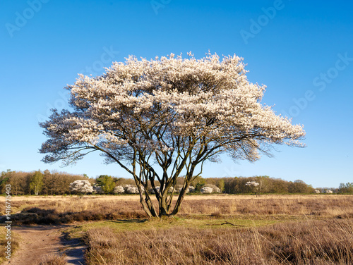 Serviceberry, Amelanchier lamarckii, in bloom and footpath in nature reserve, Hilversum, Netherlands