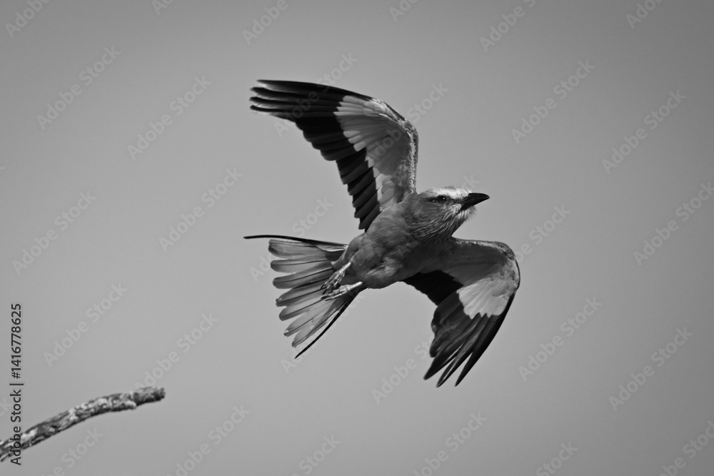 Obraz premium Mono lilac-breasted roller flies from thin twig