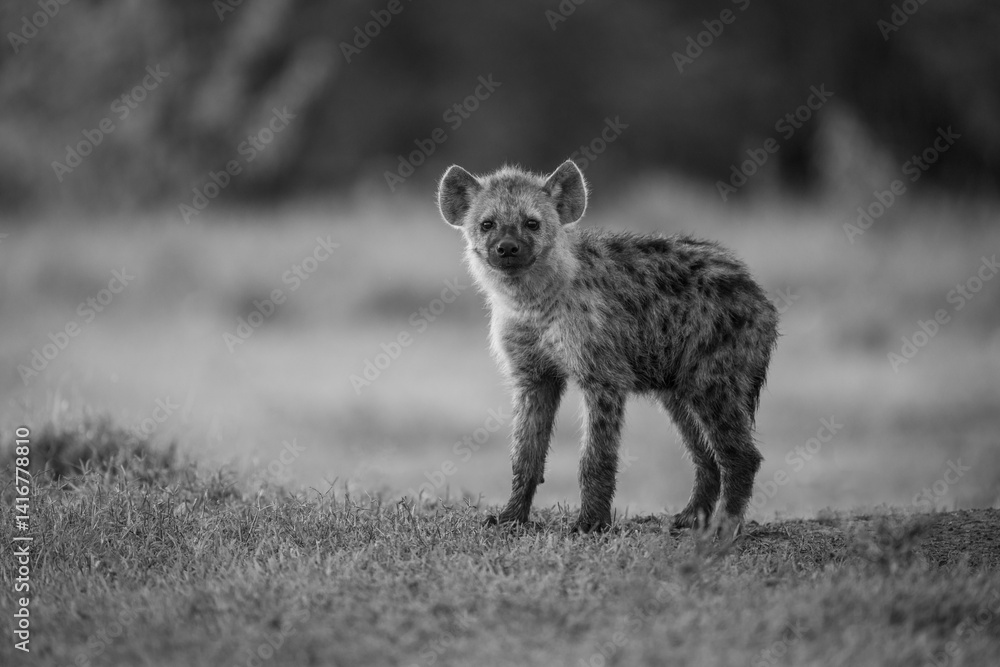 Mono spotted hyena cub looking at camera Mono spotted hyena cub looking at camera