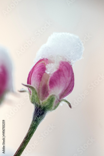 Konstfotografi unseasonal snow on fruit tree blossoms, macro photo