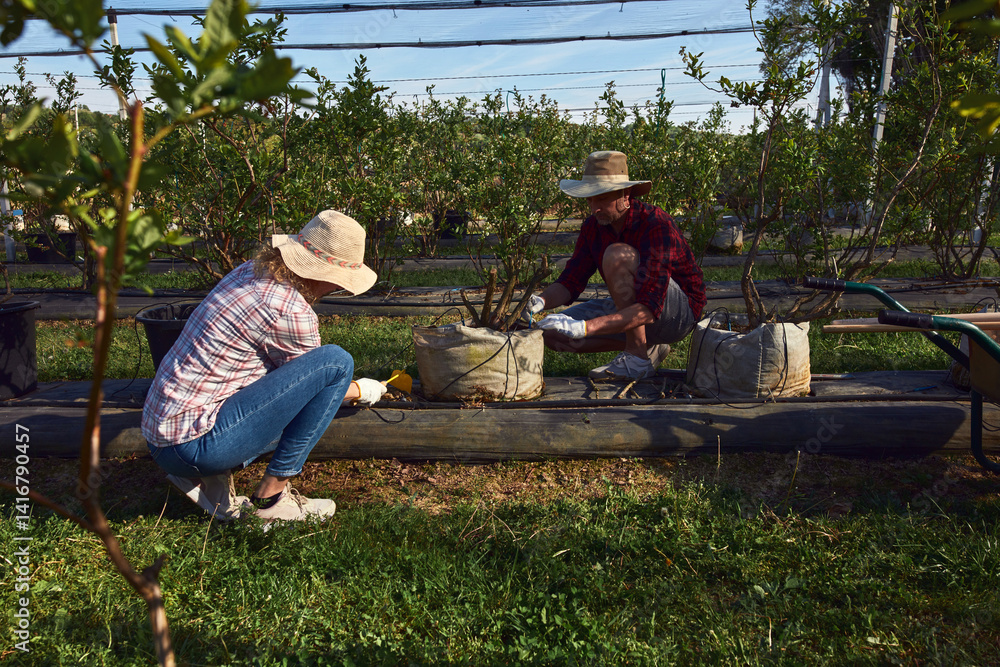 Man and woman working in a family blueberry organic farm.