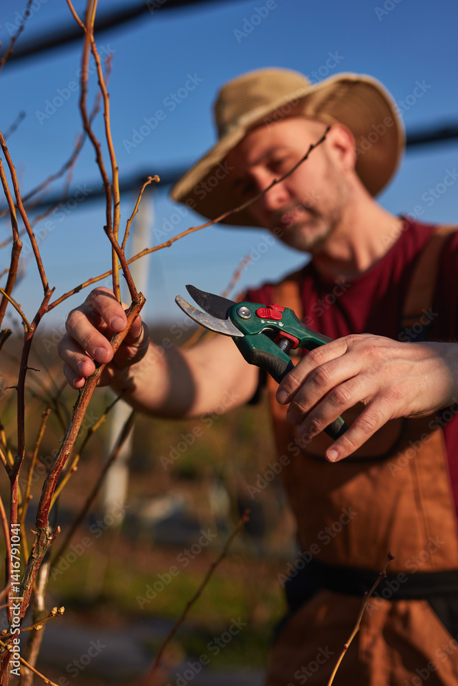 Male gardener with pruning shears working in a blueberries organic farm.