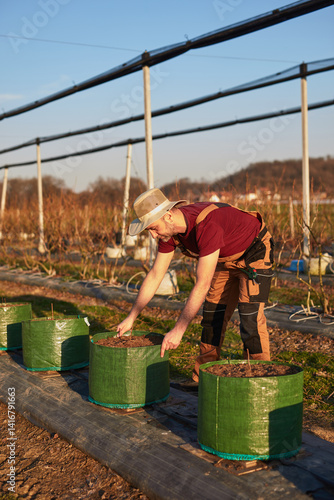 Obraz na płótnie Male gardener with hat working in a blueberries organic farm. w salonie