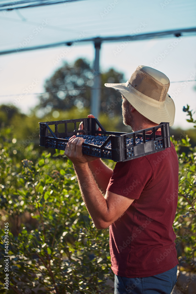 Farmer picking fresh blueberries on a farm.