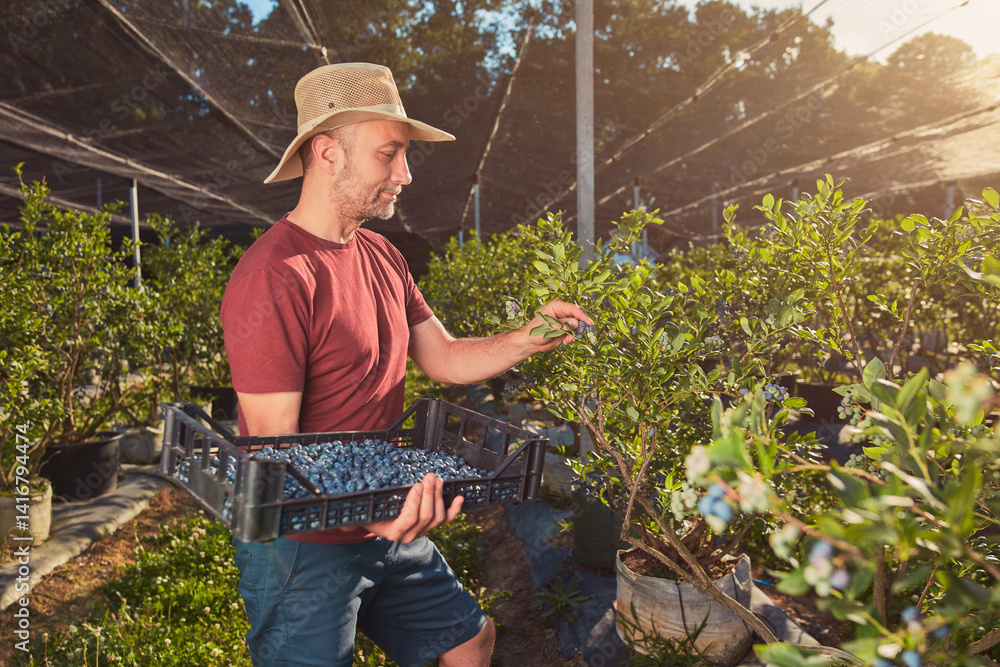 Farmer picking fresh blueberries on a farm.