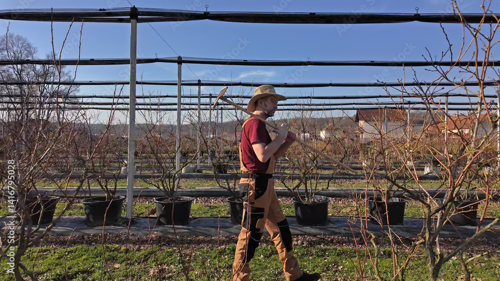 Male gardener working in a blueberries organic farm.