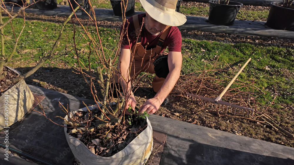 Male gardener working in a blueberries organic farm.