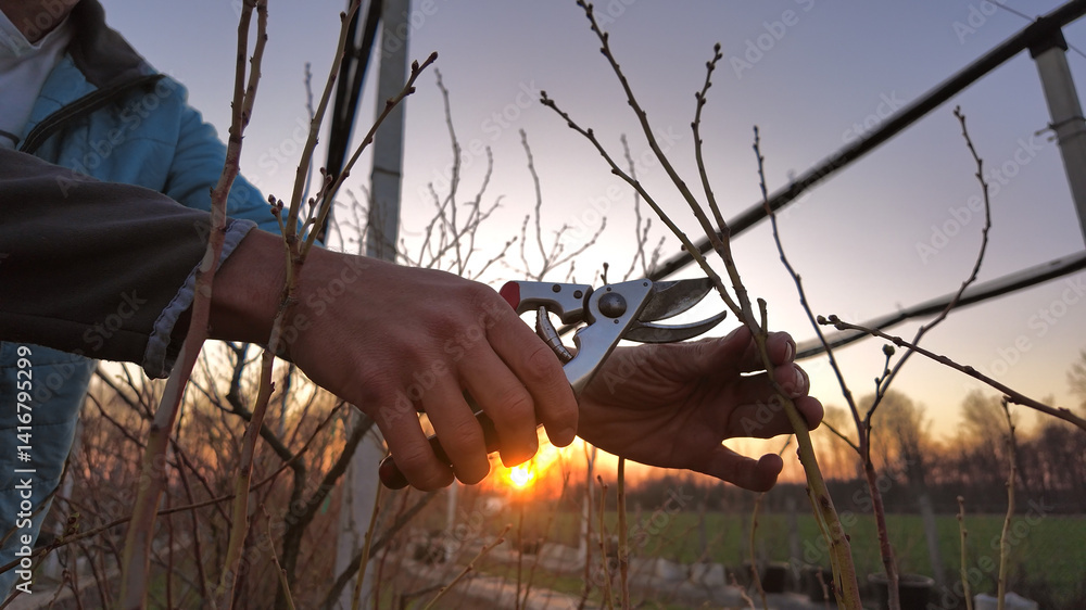 Male gardener with pruning shears working in a blueberries organic farm.