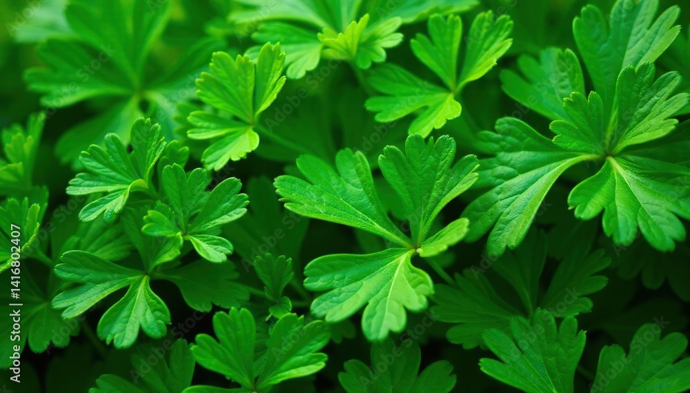 Close-up of parsley leaves creating a complex geometric pattern , close-up, herb, macro Close-up of parsley leaves creating a complex geometric pattern , close-up, herb, macro
