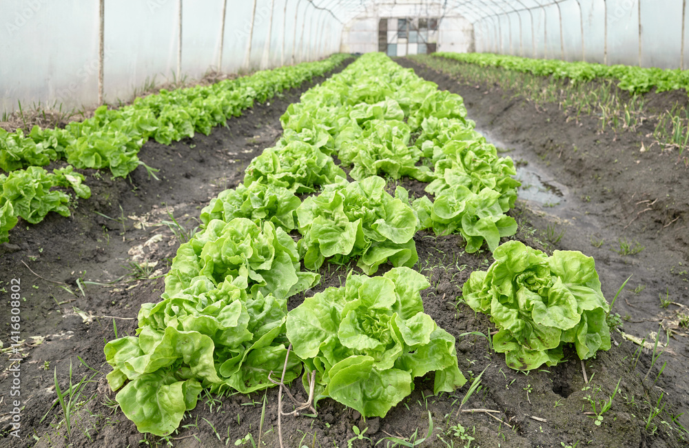 Organic lettuce grown in a foil tunnel.