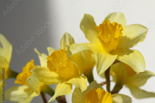 yellow flowers in the wind