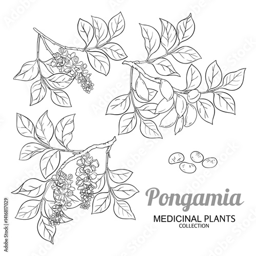 Pongamia Branch with Flowers, Fruits, Seeds and Leaves Outline Illustration. Essential oil ingredient for aromatherapy, health care, alternative medicine. Vector isolated for design or decoration.