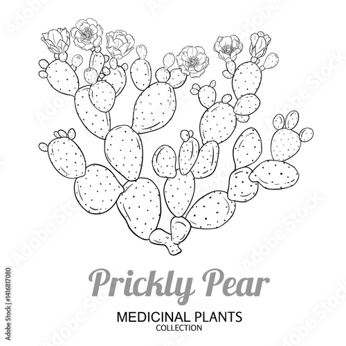 Prickly Pear Cactus with Flowers, Fruits Outline Illustration. Essential oil ingredient for cosmetics, spa, aromatherapy, health care, alternative medicine. Vector isolated for design or decoration.