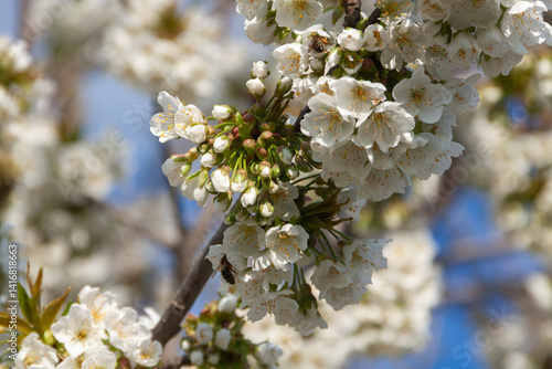 blooming apple tree