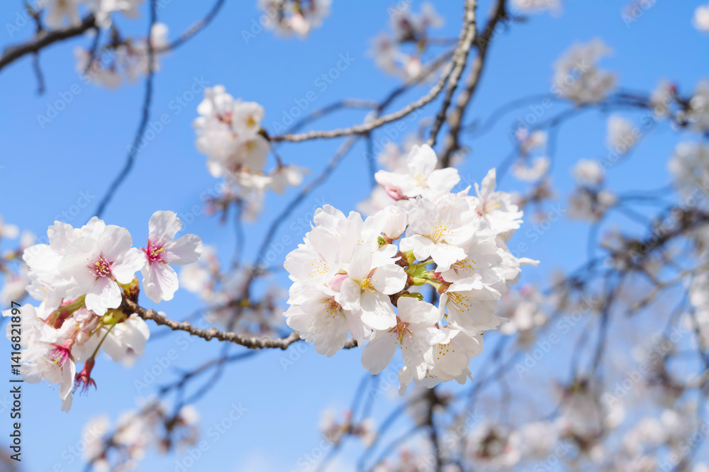 Beautiful white cherry blossoms, a springtime tradition, Someiyoshino Beautiful white cherry blossoms, a springtime tradition, Someiyoshino