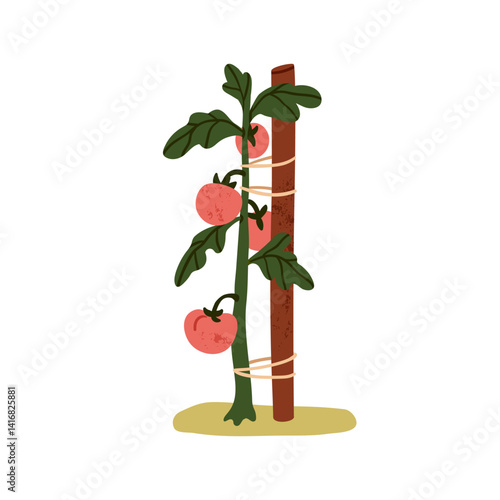 Tomato plant with ripening vegetables tied to garden stake for support. Natural homegrown vegetable crop growing. Seasonal farm food growth. Flat vector illustration isolated on white background