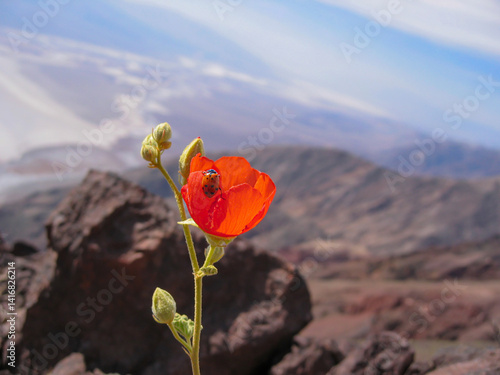 Ladybug on a Poppy Flower (Papaver somniferum) with Death Valley in the Background on a Sunny Day, USA
