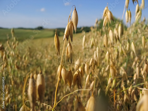 Close-Up of Oats (Avena sativa) Growing in a Field