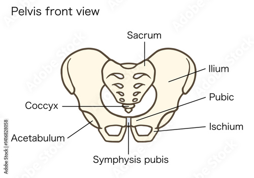 骨盤の前面、寛骨、仙骨、腸骨、恥骨、坐骨、名称あり