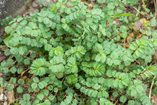 Foliage of the salad burnet (Sanguisorba minor).