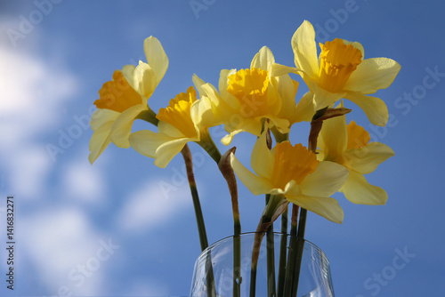 yellow daffodil on blue sky