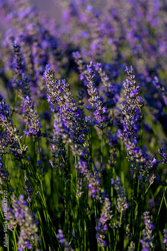 Obraz premium FLORES DE LAVANDA