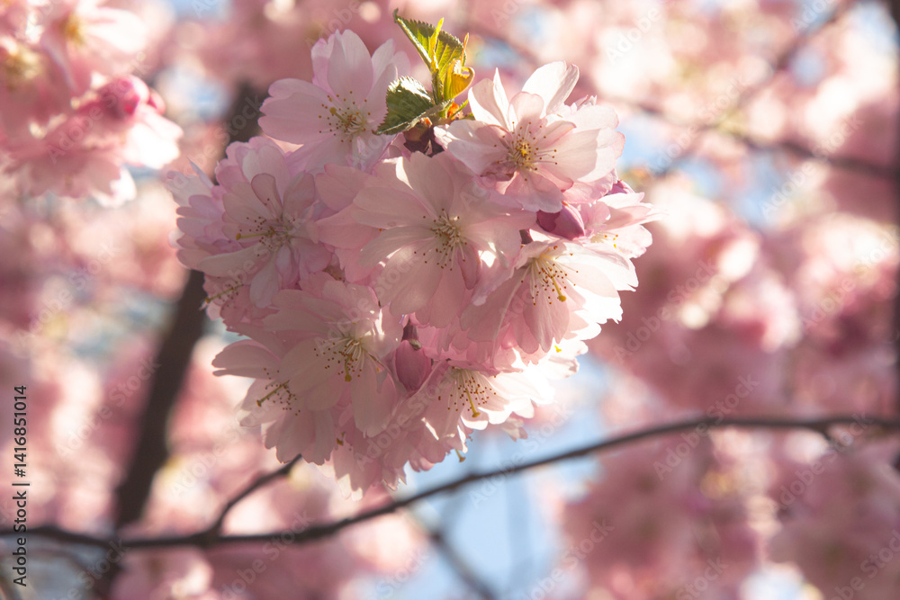 Obraz premium Sakura blossom. Close-up of soft cherry blossom branches, painted in soft pinks and whites. The scene captures the ethereal beauty of springtime, with muted green leaves and a soft background