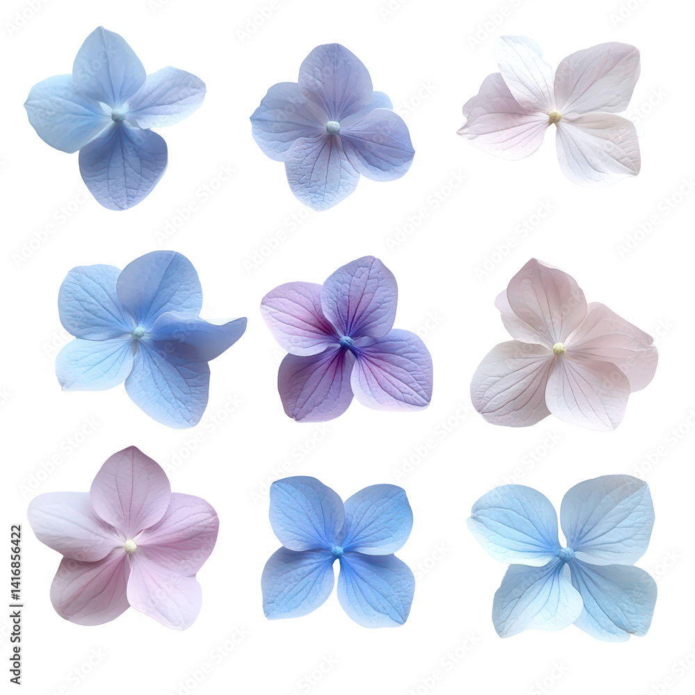 Hydrangea Blooms: A collection of delicate hydrangea blooms in various shades of blue and purple showcase their intricate petal formations Hydrangea Blooms: A collection of delicate hydrangea blooms in various shades of blue and purple showcase their intricate petal formations