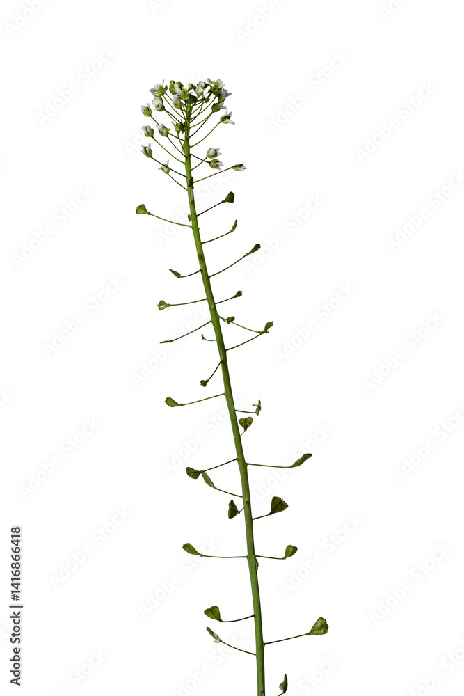 Fototapeta premium Shepherd's Purse