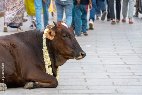 India Uttar Pradesh Varanasi a sacred cow rests among the people