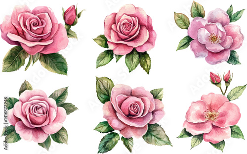 watercolor pink roses flowers clipart