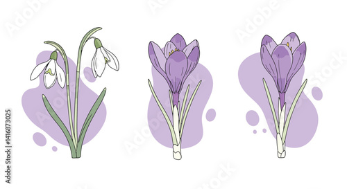 Delicate snowdrop and crocus flowers in minimal flat style blooming with purple abstract shapes vector illustration