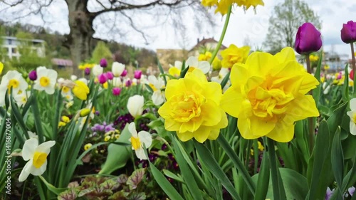 Beautiful white daffodils swaying in the wind close-up,slow motion