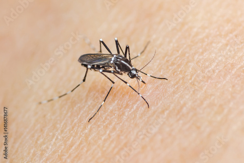 Asian tiger mosquito biting human skin: spreading diseases