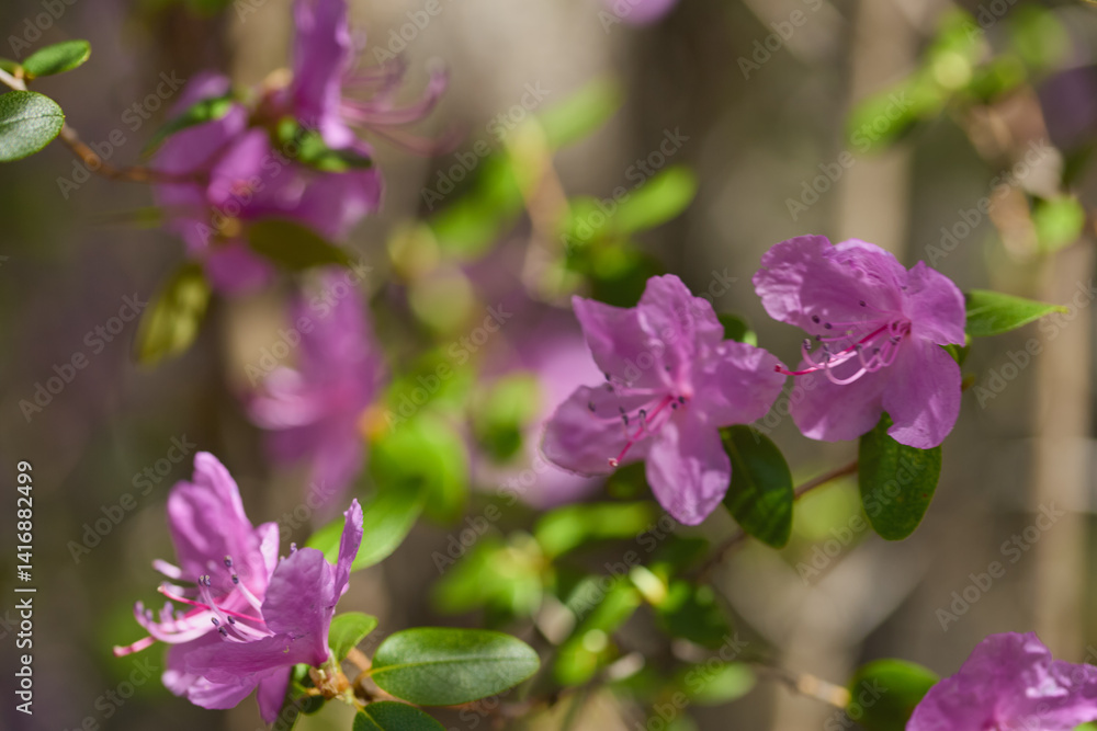 Delicate pink flowers bloom in a lush garden during springtime sunlight Delicate pink flowers bloom in a lush garden during springtime sunlight
