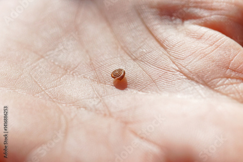 escargot