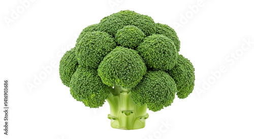 Isolated Fresh Green Broccoli Head with Detailed Florets