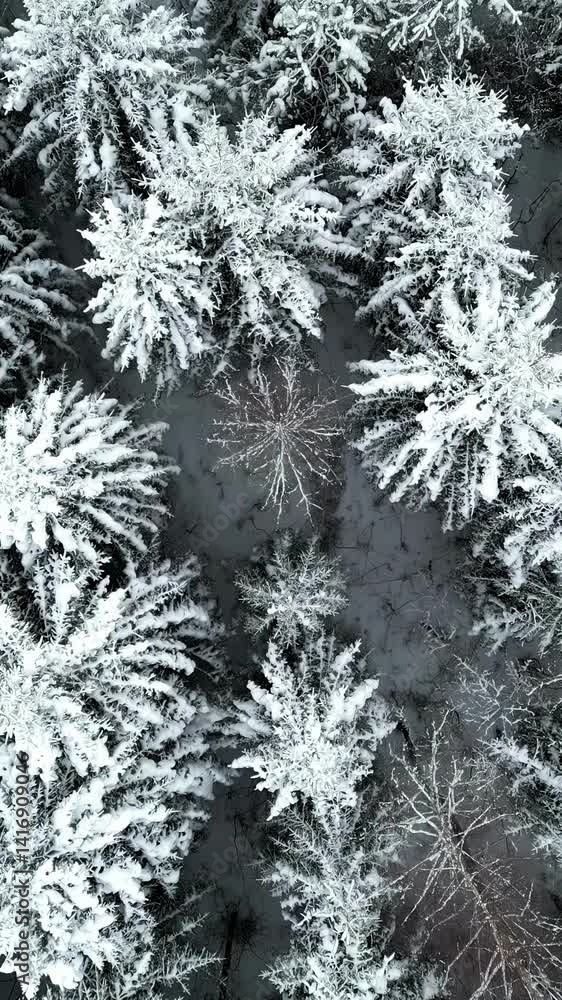 Tree canopy top down aerial showing winter frost and fractal branching patterns, winter snow natural backdrop background Tree canopy top down aerial showing winter frost and fractal branching patterns, winter snow natural backdrop background