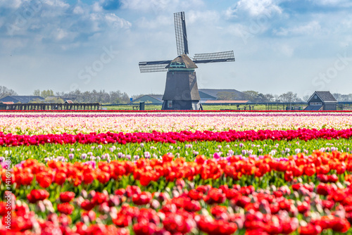 Holland Tulpen