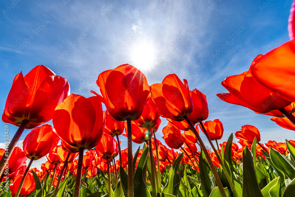 Holland Tulpen