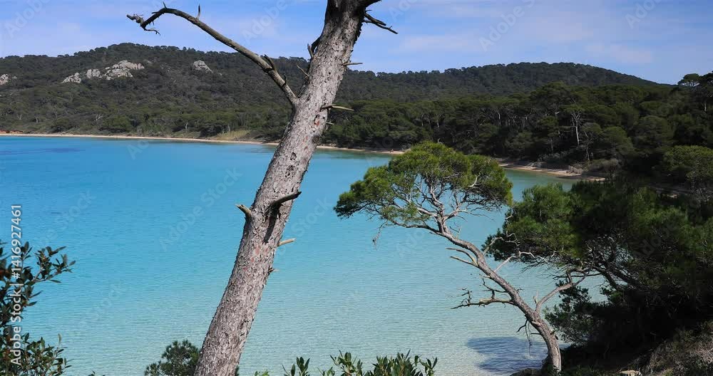  Forêts de pins autour de l'Île de Porquerolles