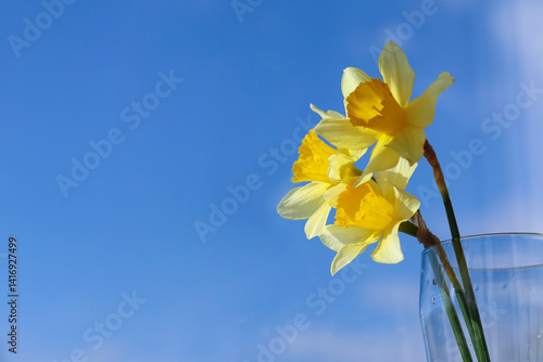 yellow daffodils against blue sky