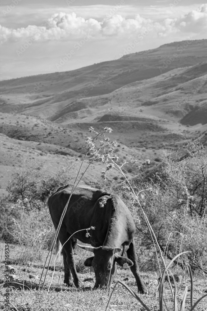 Obraz premium Cow curves