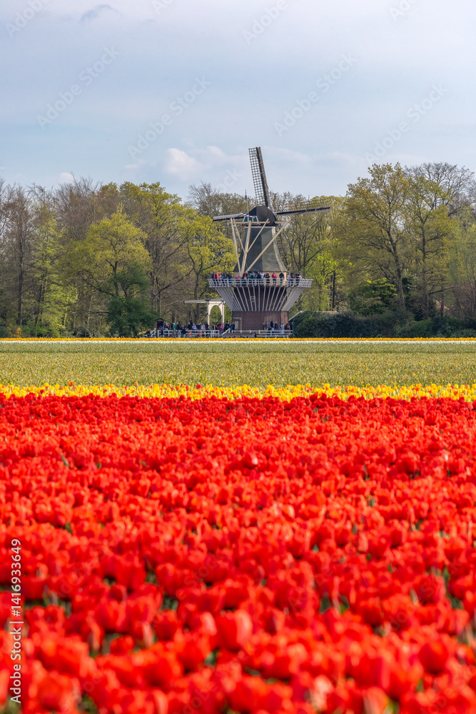 Holland Tulpen