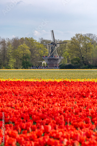 Holland Tulpen
