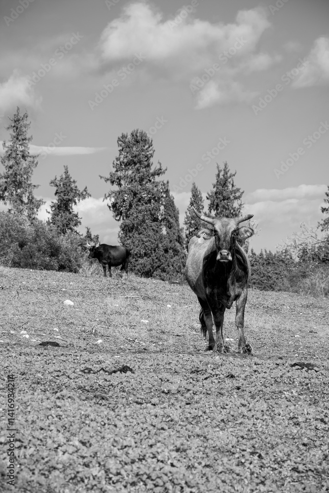 Fototapeta premium Bull